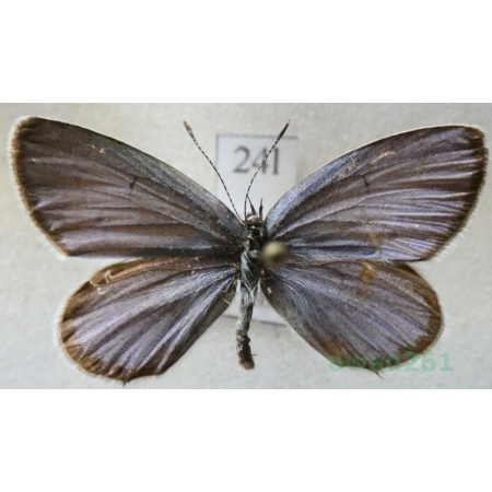 Cupido argiades (Pallas, 1771) male Modraszek argiades Czech24l